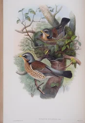 Turdus Pilaris, Tafel aus Die Vögel von Großbritannien von John Gould, veröffentlicht 1862-73