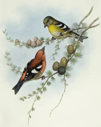 Bindenkreuzschnabel (Loxia leucoptera), Gravur von John Gould