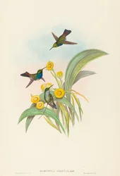 Damophila amabilis (Blaubrustkolibri)