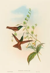 Diphogena aurora (Goulds Regenbogen)