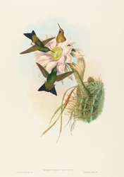 Eriocnemis vestitus (Glühender Puff-Leg)
