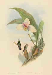 Myiabeillia typica (Abeilles Kolibri)
