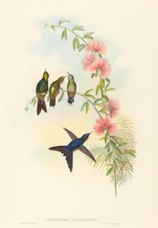 Ramphomicron microrhyncha (Kleinbilled-Dornschwanz)