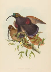 Drepanornis albertisi (Schwarzschnabel-Paradieshopf)