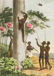 Bäume klettern, Aborigines in New South Wales, graviert von Matthew Dubourg, veröffentlicht 1813