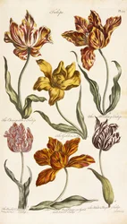 Tulpen, 1842