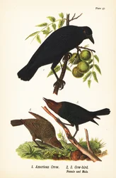 Amerikanerkrähe, Corvus brachyrhynchos 1, und Braunkopf-Kuhstärling, Molothrus ater, Weibchen 2, und Männchen 3