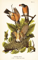 Wanderdrossel, Turdus migratorius, Männchen 1, Weibchen 2 und Jungvögel im Nest