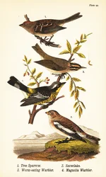 Amerikanischer Baumsperling, Spizelloides arborea 1, Schneeammer oder Schneeammer, Plectrophenax nivalis 2, Wurmfressender Waldsänger, Helmitheros vermivorum 3, und Magnolienwaldsänger, Setophaga magnolia 4