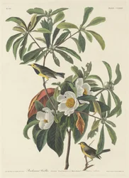 Bachmans Waldsänger