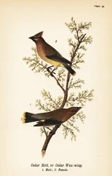 Zedernseidenschwanz, Bombycilla cedrorum, Männchen und Weibchen