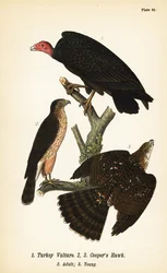 Truthahngeier, Cathartes aura 1, und Cooper-Habicht, Accipiter cooperii, erwachsen 2, jung 3
