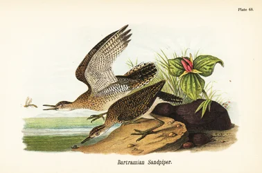 Prärieregenpfeifer, Bartramia longicauda