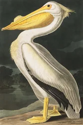 Amerikanischer Weißpelikan, Pelecanus Erythrorhynchos, aus 