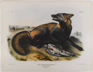 Amerikanischer Kreuzfuchs