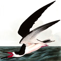 Schwarzer Scherenschnabel, Rhincops Nigra, aus "The Birds of America" von John J. Audubon, veröffentlicht 1827-38