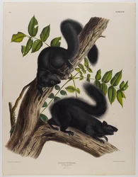 Schwarzes Eichhörnchen
