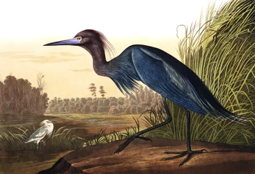 Blauer Kranich oder Reiher, Ardea Coerulea, aus "The Birds of America" von John J. Audubon, veröffentlicht 1827-38