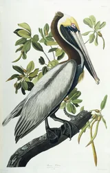 Brauner Pelikan