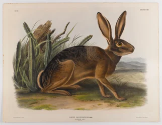 Kalifornischer Hase, 1847