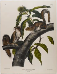 Carolina-Grauhörnchen