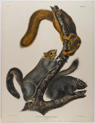 Katzenhörnchen