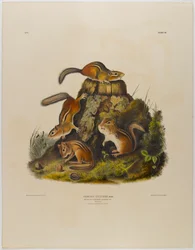 Streifenhörnchen Hackee