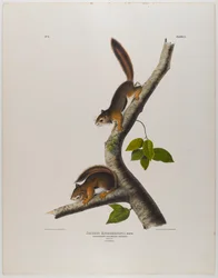 Kolumbianisches Eichhörnchen