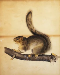 Östliches Grauhörnchen im vollen Winterfell, um 1840er