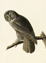 Große Graue Eule, Strix Nebulosa, aus "The Birds of America" von John J. Audubon, veröffentlicht 1827-38