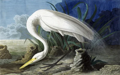 Silberreiher, Casmerodius Albus, aus "Die Vögel Amerikas" von John J. Audubon, veröffentlicht 1827-38
