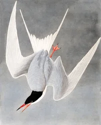 Flussseeschwalbe, Sterna Hirundo, aus "Die Vögel Amerikas" von John J. Audubon, veröffentlicht 1827-38