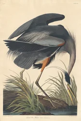 Großer Blauer Reiher, 1834
