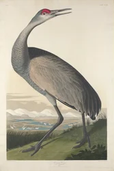 Schreikranich, 1835