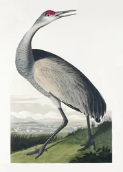 Kranich aus Birds of America (1827)