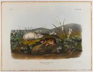 Hudson-Bay-Lemming
