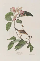 Illustration aus 