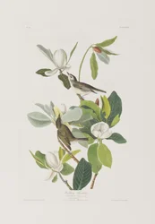 Illustration aus 