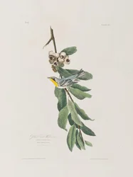 Illustration aus 