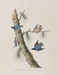 Illustration aus 