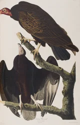 Illustration aus 