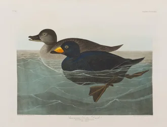 Illustration aus 