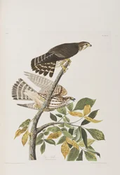 Illustration aus 