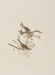 Illustration aus 