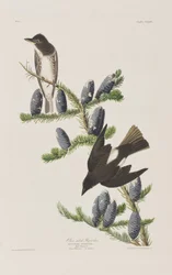 Illustration aus 