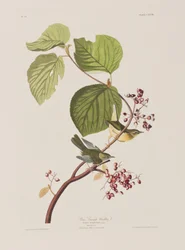 Illustration aus 