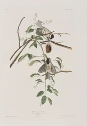 Illustration aus 