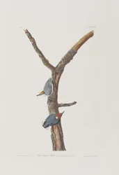Illustration aus 