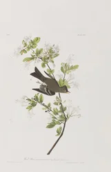 Illustration aus 