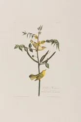 Illustration aus 